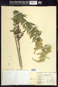 Solidago canadensis var. hargeri image