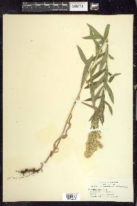 Solidago elongata image