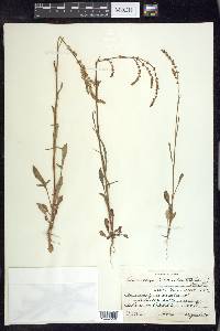 Rumex hastatulus image