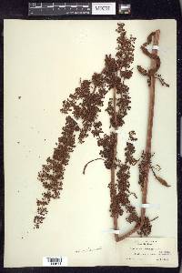 Rumex occidentalis image