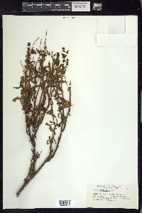 Rumex chrysocarpus image