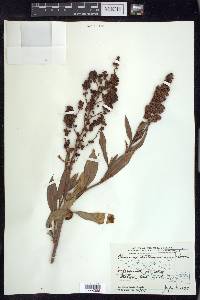 Rumex altissimus image