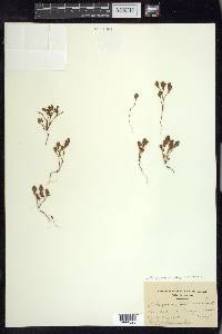 Polygonum polygaloides image