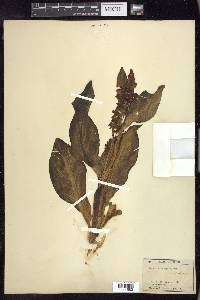 Rumex hymenosepalus image