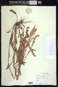 Rumex hastatulus image