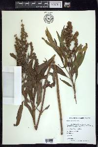 Rumex altissimus image