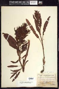 Rumex fueginus image