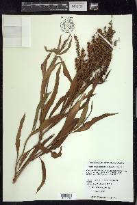 Rumex triangulivalvis image