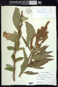 Rumex altissimus image