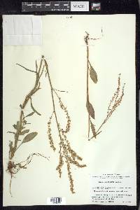 Rumex hastatulus image