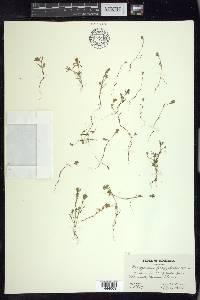 Polygonum polygaloides image