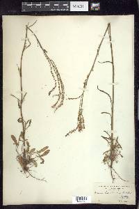 Rumex hastatulus image