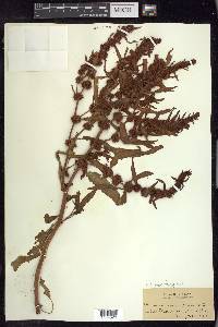 Rumex fueginus image