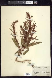 Rumex persicarioides image