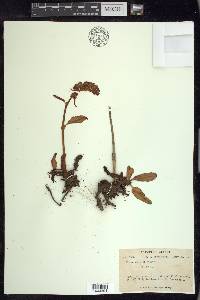 Rumex arcticus image