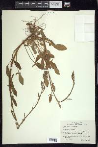 Rumex hastatulus image