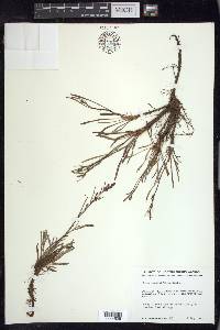 Rumex graminifolius image