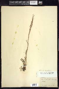 Rumex hastatulus image