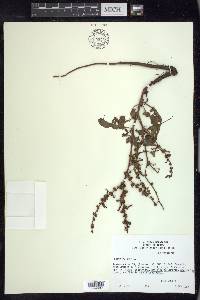 Rumex pulcher image