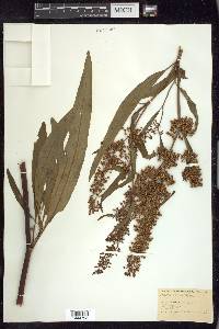 Rumex verticillatus image