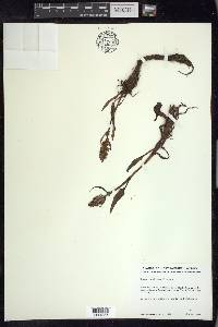 Rumex arcticus image