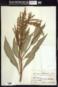 Rumex verticillatus image