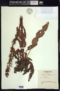 Rumex arcticus image