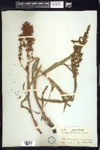 Rumex hesperius image