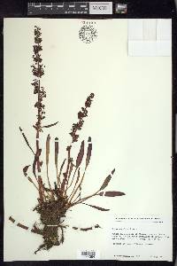 Rumex arcticus image