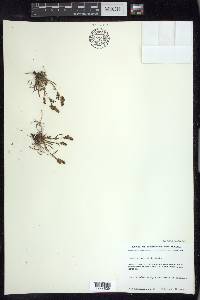 Rumex graminifolius image