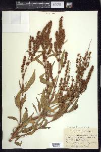 Rumex triangulivalvis image