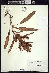 Rumex fueginus image