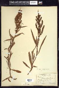 Rumex triangulivalvis image