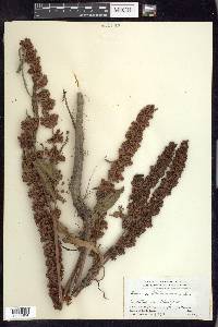 Rumex hydrolapathum image