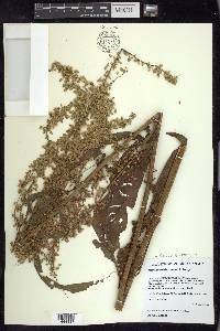 Rumex hydrolapathum image