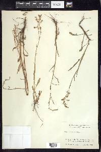 Rumex hastatulus image