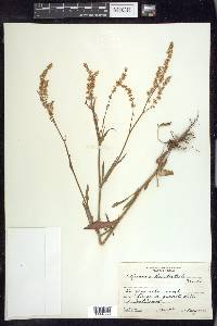 Rumex hastatulus image