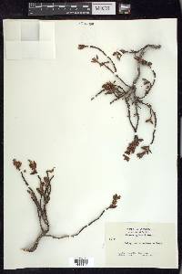 Polygonum shastense image