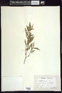 Polygonum ramosissimum image