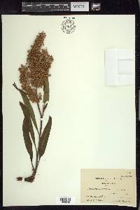 Rumex verticillatus image