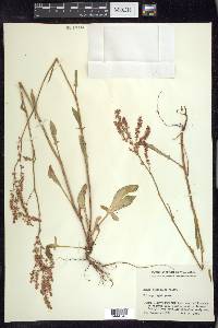 Rumex hastatulus image