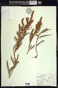 Rumex triangulivalvis image