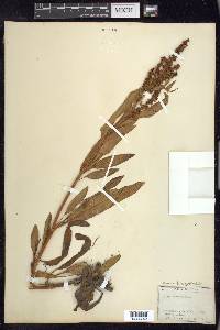 Rumex triangulivalvis image