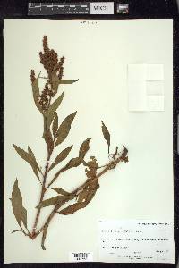 Rumex triangulivalvis image