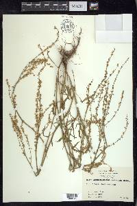 Rumex hastatulus image