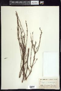 Polygonum ramosissimum image