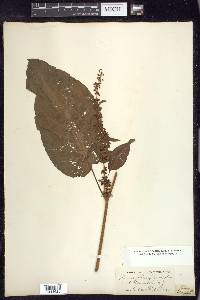 Rumex obtusifolius image