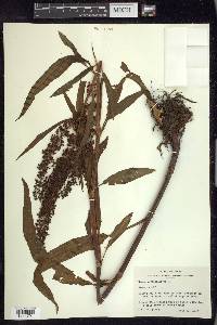 Rumex verticillatus image