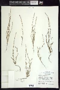 Polygonum sawatchense image