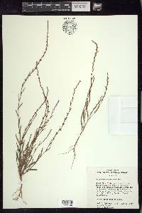 Polygonum sawatchense image